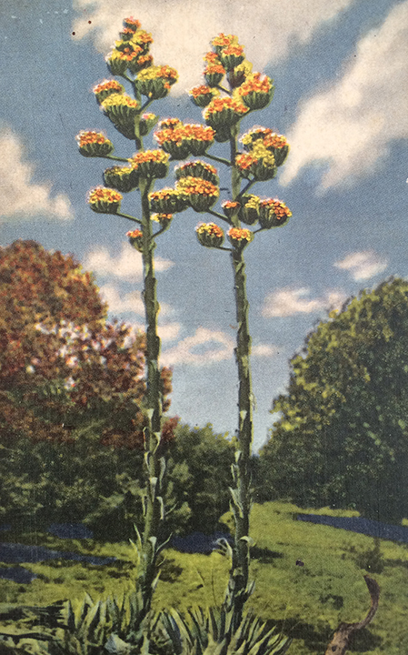 bloomingagave